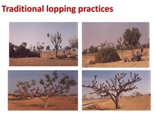 Traditional lopping practices
 