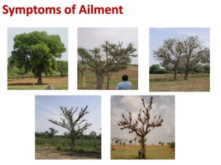 Symptoms of Ailment
 