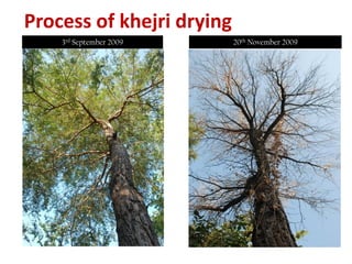 Process of khejri drying
3rd September 2009 20th November 2009
 