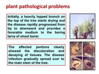 plant pathological problems
Initially, a heavily lopped branch on
the top of the tree starts drying and
the disease rapidly progressed from
tip to downward and provides a
favorable medium to the boring
larva of shoot borer.
The affected portions clearly
showed the discoloration and
decaying of tissues. The disease
infection gradually spread over to
the main stem of the tree.
 