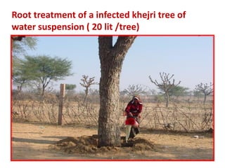 Root treatment of a infected khejri tree of
water suspension ( 20 lit /tree)
 