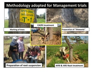 Methodology adopted for Management trials
Marking of trees Preparation of “thawanla”
Preparation of root suspension AFRI & ARS Root treatment
CAZRI treatment
 