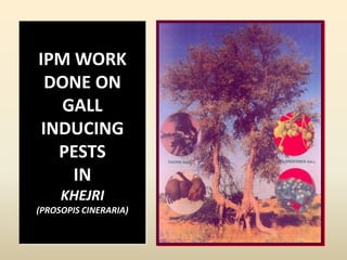 IPM WORK
DONE ON
GALL
INDUCING
PESTS
IN
KHEJRI
(PROSOPIS CINERARIA)
 