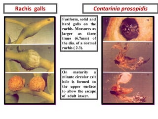 Rachis galls Contarinia prosopidis
Fusiform, solid and
hard galls on the
rachis. Measures as
larger as three
times (6.7mm) of
the dia. of a normal
rachis ( 2.3).
On maturity a
minute circular exit
hole is formed on
the upper surface
to allow the escape
of adult insect.
 