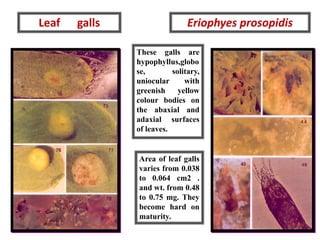 Leaf galls Eriophyes prosopidis
These galls are
hypophyllus,globo
se, solitary,
uniocular with
greenish yellow
colour bodies on
the abaxial and
adaxial surfaces
of leaves.
Area of leaf galls
varies from 0.038
to 0.064 cm2 .
and wt. from 0.48
to 0.75 mg. They
become hard on
maturity.
 