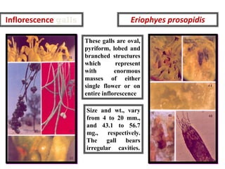Inflorescence galls Eriophyes prosopidis
These galls are oval,
pyriform, lobed and
branched structures
which represent
with enormous
masses of either
single flower or on
entire inflorescence.
Size and wt., vary
from 4 to 20 mm.,
and 43.1 to 56.7
mg., respectively.
The gall bears
irregular cavities.
 