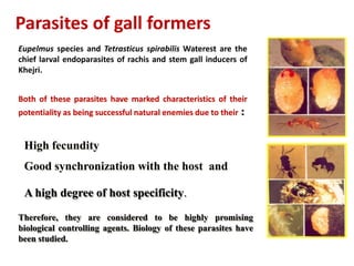 Parasites of gall formers
Eupelmus species and Tetrasticus spirabilis Waterest are the
chief larval endoparasites of rachis and stem gall inducers of
Khejri.
Both of these parasites have marked characteristics of their
potentiality as being successful natural enemies due to their :
High fecundity
Good synchronization with the host and
A high degree of host specificity.
Therefore, they are considered to be highly promising
biological controlling agents. Biology of these parasites have
been studied.
 