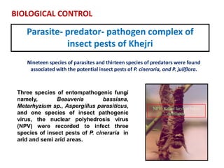 Parasite- predator- pathogen complex of
insect pests of Khejri
Nineteen species of parasites and thirteen species of predators were found
associated with the potential insect pests of P. cineraria, and P. juliflora.
Three species of entompathogenic fungi
namely, Beauveria bassiana,
Metarhyzium sp., Aspergillus parasiticus,
and one species of insect pathogenic
virus, the nuclear polyhedrosis virus
(NPV) were recorded to infect three
species of insect pests of P. cineraria in
arid and semi arid areas.
NPV- Killed larva of babul
defoliator.
BIOLOGICAL CONTROL
 