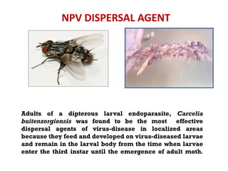NPV DISPERSAL AGENT
Adults of a dipterous larval endoparasite, Carcelia
buitenzorgiensis was found to be the most effective
dispersal agents of virus-disease in localized areas
because they feed and developed on virus-diseased larvae
and remain in the larval body from the time when larvae
enter the third instar until the emergence of adult moth.
 