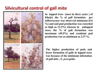 Silvicultural control of gall mite
In lopped trees (once in three years ) of
Khejri, the % of gall formation per
inflorescence was observed minimum (5.6
%) and and pod production was recorded
as high as 13.3%) whereas in unlopped
trees, the % of gall formation was
maximum (49.5%) and resultant pod
production was as minimum as 3.37 %.
The higher production of pods and
lesser formation of galls in lopped trees
was because of the minimum infestation
of gall mite , E. prosopidis.
 