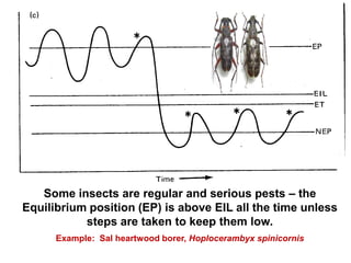 Some insects are regular and serious pests – the
Equilibrium position (EP) is above EIL all the time unless
steps are taken to keep them low.
Example: Sal heartwood borer, Hoplocerambyx spinicornis
 