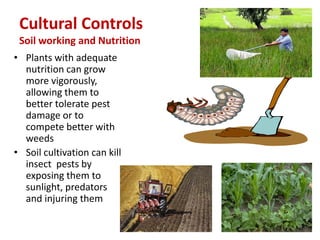 Cultural Controls
Soil working and Nutrition
• Plants with adequate
nutrition can grow
more vigorously,
allowing them to
better tolerate pest
damage or to
compete better with
weeds
• Soil cultivation can kill
insect pests by
exposing them to
sunlight, predators
and injuring them
 