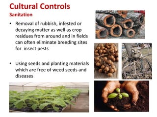 Cultural Controls
Sanitation
• Removal of rubbish, infested or
decaying matter as well as crop
residues from around and in fields
can often eliminate breeding sites
for insect pests
• Using seeds and planting materials
which are free of weed seeds and
diseases
 