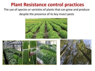 Plant Resistance control practices
The use of species or varieties of plants that can grow and produce
despite the presence of its key insect pests
 