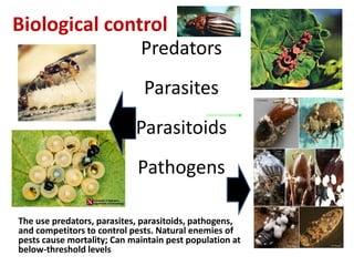 Biological control
Predators
Parasites
Parasitoids
Pathogens
The use predators, parasites, parasitoids, pathogens,
and competitors to control pests. Natural enemies of
pests cause mortality; Can maintain pest population at
below-threshold levels
 