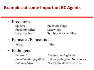 • Pathogens
Bacillus thuringiensis
Paenibacillus popilliae
Beauveria
Entomopathogenic Nematodes
• Predators
• Parasites/Parasitoids
Wasps Flies
Examples of some Important BC Agents
Spiders
Predatory Mites
Lady Beetles
Predatory Bugs
Lacewings
Syrphids & Other Flies
Entomophaga Nuclearpolyhedrosis virus
 