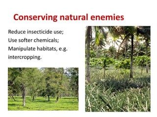 Conserving natural enemies
Reduce insecticide use;
Use softer chemicals;
Manipulate habitats, e.g.
intercropping.
 