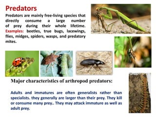 Predators
Predators are mainly free-living species that
directly consume a large number
of prey during their whole lifetime.
Examples: beetles, true bugs, lacewings,
flies, midges, spiders, wasps, and predatory
mites.
Major characteristics of arthropod predators:
Adults and immatures are often generalists rather than
specialists. they generally are larger than their prey. They kill
or consume many prey.. They may attack immature as well as
adult prey.
 