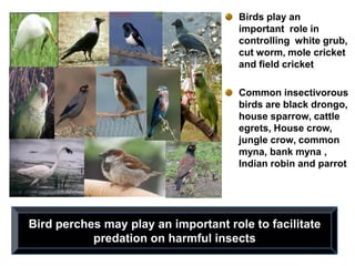 Birds play an
important role in
controlling white grub,
cut worm, mole cricket
and field cricket
Common insectivorous
birds are black drongo,
house sparrow, cattle
egrets, House crow,
jungle crow, common
myna, bank myna ,
Indian robin and parrot
Bird perches may play an important role to facilitate
predation on harmful insects
 