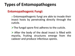 Entomopathogenic Fungi:
 Entomopathogenic fungi are able to invade their
insect hosts by penetrating directly through the
cuticle.
The fungal spore first adheres to the cuticle.
 After the body of the dead insect is filled with
mycelia, fruiting structures emerge from the
cadaver and produce infectious spores.
Types of Entomopathogens
 