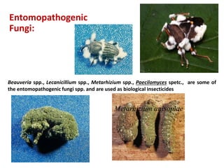 Beauveria bassiana Metarhizium anisoplae.
Beauveria spp., Lecanicillium spp., Metarhizium spp., Paecilomyces spetc., are some of
the entomopathogenic fungi spp. and are used as biological insecticides
Entomopathogenic
Fungi:
 