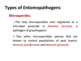 Microsporidia:
 The only microsporidian ever registered as a
microbial pesticide is Nosema locustae, a
pathogen of grasshoppers.
 Two other microsporidian species that are
known to control populations of pest insects:
Nosema fumiferanae and Nosema pyrausta.
Types of Entomopathogens
 