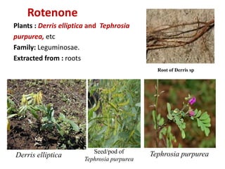 Rotenone
Derris elliptica
Root of Derris sp
Tephrosia purpureaSeed/pod of
Tephrosia purpurea
Plants : Derris elliptica and Tephrosia
purpurea, etc
Family: Leguminosae.
Extracted from : roots
 