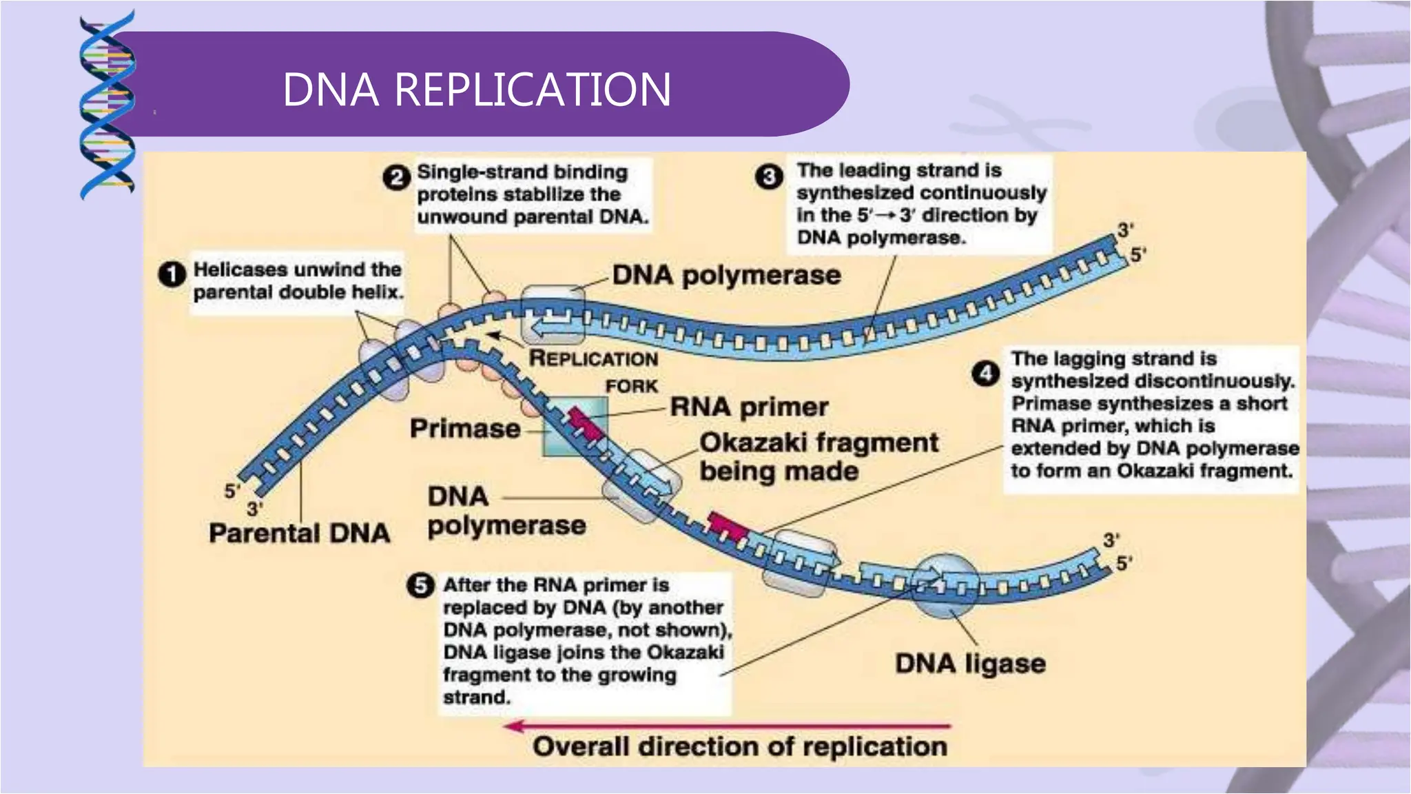 GENETICS- CENTRAL DOGMA OF MOLECULAR BIOLOGY | PPTX