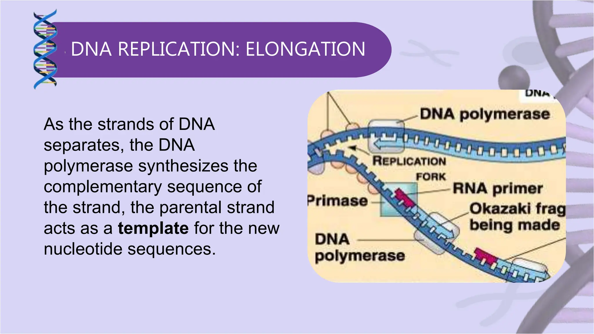 GENETICS- CENTRAL DOGMA OF MOLECULAR BIOLOGY | PPTX