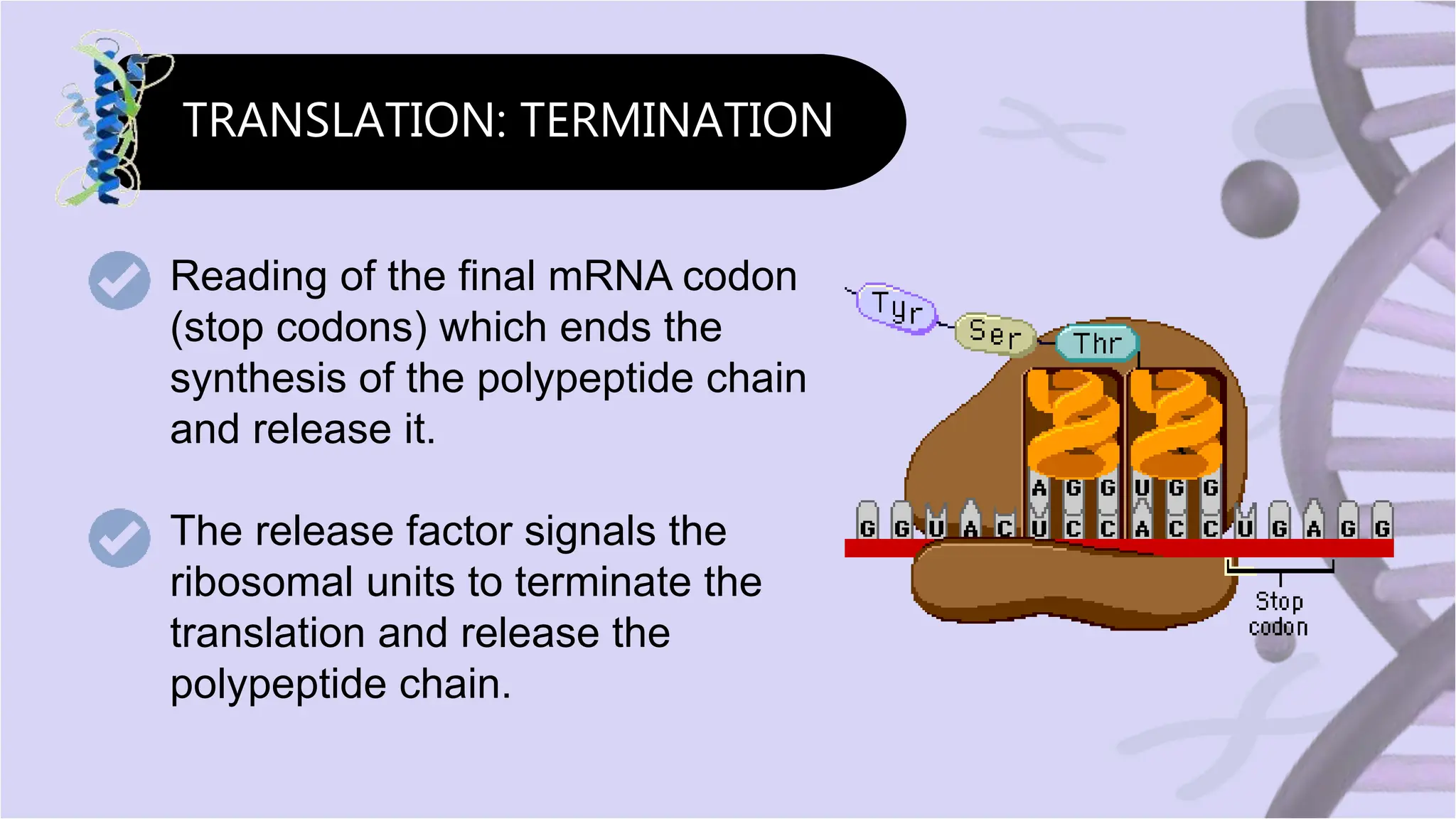 GENETICS- CENTRAL DOGMA OF MOLECULAR BIOLOGY | PPTX