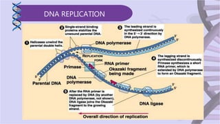 GENETICS- CENTRAL DOGMA OF MOLECULAR BIOLOGY | PPTX