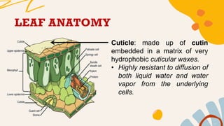 general biology 2 | PPTX