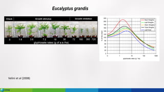 Eucalyptus grandis
0
20
40
60
80
100
120
140
160
180
200
220
0 1 10 100 1000
glyphosate rates (g / ha)
%
of
the
check
Root Weights
Leaf Weights
Stem Weights
Total Weights
Leaf Area
Velini et al (2008)
 