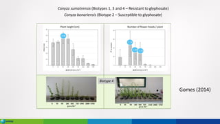 Plant height (cm) Number of flower-heads / plant
Gomes (2014)
Conyza sumatrensis (Biotypes 1, 3 and 4 – Resistant to glyphosate)
Conyza bonariensis (Biotype 2 – Susceptible to glyphosate)
Biotype 4
 
