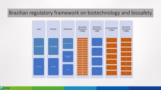 Brazilian regulatory framework on biotechnology and biosafety
Laws
11.105/2005
11.460/2007
Decrees
5.591/2005
6.925/2009
Ordinances
CTNBio: 146 e 373
MAPA: Plantio de
Algodão
CNBS
Normative
Resolutions
CTNBio
1
2
3
4
5
6
7
8
9
10
11
12
13
14
15
16
17
18
19
20
21
Normative
Resolutions
CNBS
1
2
3
4
Communication
CTNBio
1
2
3
4
5
6
7
Normative
Instructions
CTNBio
2
4
8
9
13
17
18
19
 