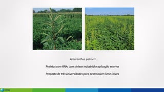 Amaranthus palmeri
Projetos com RNAi com síntese industrial e aplicação externa
Proposta de três universidades para desenvolver Gene Drives
 