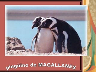 pingüino de MAGALLANES 