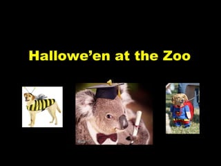 Hallowe’en at the Zoo 