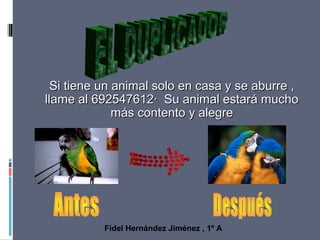 Si tiene un animal solo en casa y se aburre ,Si tiene un animal solo en casa y se aburre ,
llame al 692547612· Su animal estará muchollame al 692547612· Su animal estará mucho
más contento y alegremás contento y alegre
Fidel Hernández Jiménez , 1º A
 