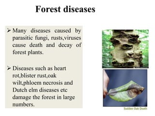 Forest diseases
 Many diseases caused by
parasitic fungi, rusts,viruses
cause death and decay of
forest plants.
 Diseases such as heart
rot,blister rust,oak
wilt,phloem necrosis and
Dutch elm diseases etc
damage the forest in large
numbers.
 