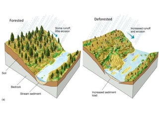 Forested Deforested
 