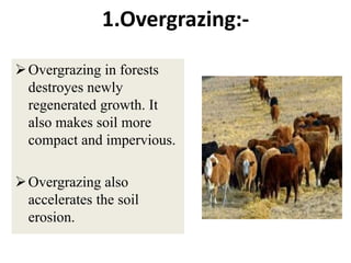1.Overgrazing:-

 Overgrazing in forests
  destroyes newly
  regenerated growth. It
  also makes soil more
  compact and impervious.

 Overgrazing also
  accelerates the soil
  erosion.
 