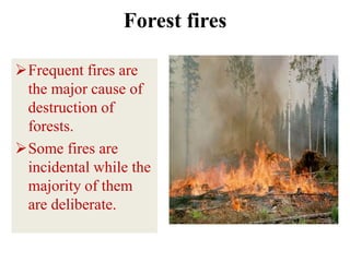 Forest fires

Frequent fires are
 the major cause of
 destruction of
 forests.
Some fires are
 incidental while the
 majority of them
 are deliberate.
 