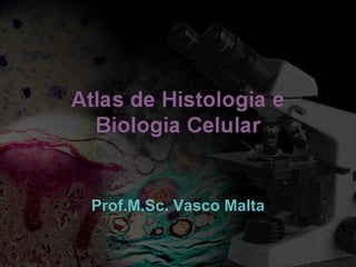 Prof.M.Sc. Vasco Malta 