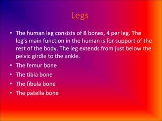 Legs  The human leg consists of 8 bones, 4 per leg. The leg’s main function in the human is for support of the rest of the body. The leg extends from just below the pelvic girdle to the ankle. The femur bone The tibia bone The fibula bone The patella bone  