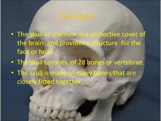 The skull  The skull or cranium  is a protective cover of the brain ,and provides a structure  for the face or head.  The skull consists  of 28 bones or vertebrae. The skull is made of many bones that are closely fitted together. 