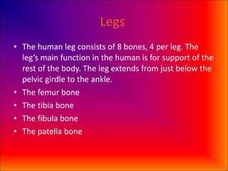 Legs  The human leg consists of 8 bones, 4 per leg. The leg’s main function in the human is for support of the rest of the body. The leg extends from just below the pelvic girdle to the ankle. The femur bone The tibia bone The fibula bone The patella bone  