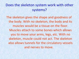 Does the skeleton system work with other systems? The skeleton gives the shape and goodness of the body. With no skeleton, the body and its muscles would be a tissue on the floor. Muscles attach to some bones which allows you to move your arms, legs, etc. With no skeleton, muscle could not act. The skeleton also allows tunnels for the circulatory vessels and nerves to move.   