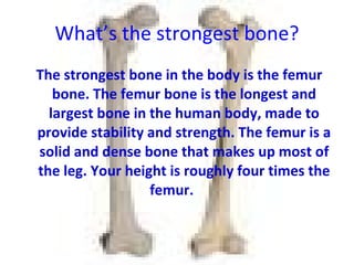 What’s the strongest bone? The strongest bone in the body is the femur bone. The femur bone is the longest and largest bone in the human body, made to provide stability and strength. The femur is a solid and dense bone that makes up most of the leg. Your height is roughly four times the femur.   