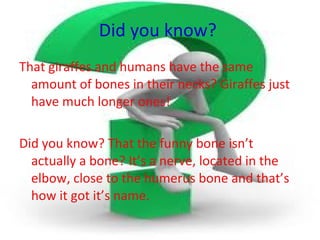Did you know?  That giraffes and humans have the same amount of bones in their necks? Giraffes just have much longer ones! Did you know? That the funny bone isn’t actually a bone? It’s a nerve, located in the elbow, close to the humerus bone and that’s how it got it’s name. 